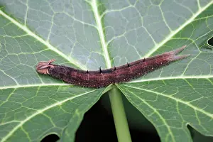 Caligo: The Owl Butterfly - caterpillar