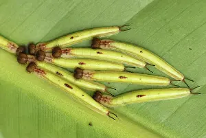 Caligo: Owl Butterfly - caterpillars