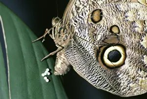 Conservatory: Owl Butterfly Laying Eggs