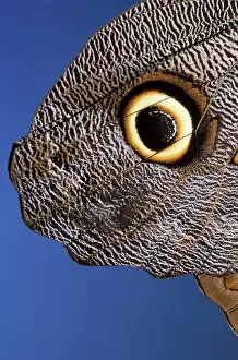 Eurilochus: Owl Butterfly - wing detail