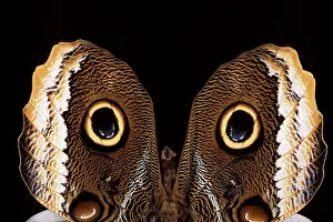 Eurilochus: Owl Butterfly - detail of wings