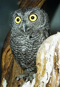Staring: OWL - close up on tree