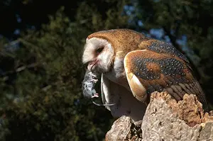 Tytonidae: Owl Eating Mouse