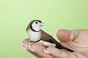Bichenovii: Owl Finch