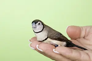Bichenovii: Owl Finch
