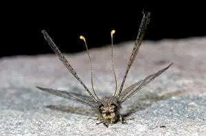 Clubbed: Owl Fly / Long-horned Antlion - resting during