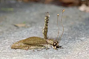 Clubbed: Owl Fly / Long-horned Antlion - resting during