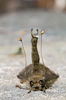 Clubbed: Owl Fly / Long-horned Antlion - resting during