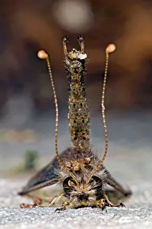 Clubbed: Owl Fly / Long-horned Antlion - resting during