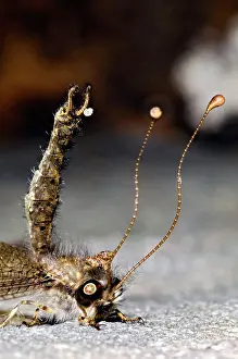 Clubbed: Owl Fly / Long-horned Antlion - resting during