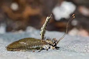 Clubbed: Owl Fly / Long-horned Antlion - resting during