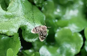 Gnats: Owl MIDGE / Moth fly - on leaf. (Diptera)