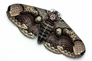 Silhouettable: Owl Moth