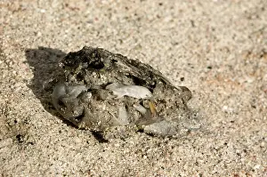 Pellets: Owl pellet