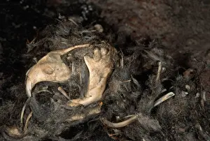 Spoor: Owl Pellet