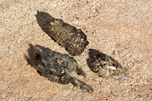 Pellets: Owl pellets
