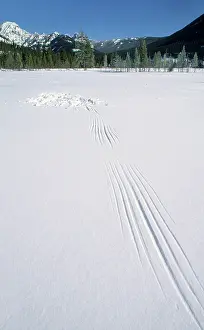 Marks: Owl wing and tail marks in the snow