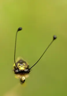 Libelloides: Owlfly
