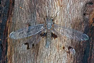 Neuropteran: Owlfly
