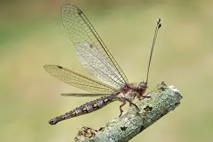 Neuroptera: Owlfly (Ascalaphidae) resting