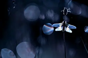 Backlighting: Owlfly (Ascalaphidae sp) on a stem against backlight