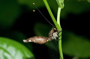 250417: Owlfly Owlfly on plant stem Klungkung Bali Indonesia
