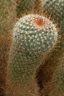 Mammillaria: Owl's Eye Cactus IUCN endangered