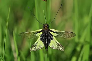 Libelloides: Owly Sulphur