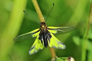 Libelloides: Owly Sulphur