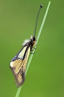 Libelloides: Owly Sulphur