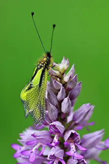 Libelloides: Owly Sulphur on military orchid