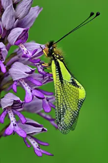 Libelloides: Owly Sulphur on military orchid