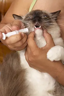 Needles: Owner administering a drug to her Ragdoll