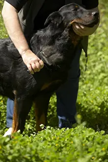 Cares: Owner brushing her Beauceron