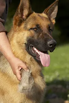 Cares: Owner brushing her German Shepherd