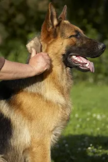 Cares: Owner brushing her German Shepherd