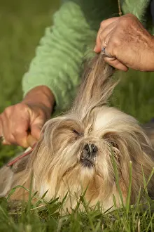 Cares: Owner brushing her Shih Tzu