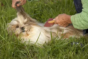 Cares: Owner brushing her Shih Tzu