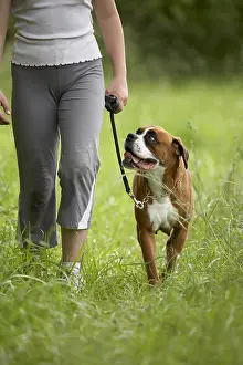 Sense: Owner walking her leashed Boxer