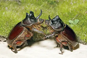 Scarabaeidae: Ox Beetles battling