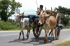 Cart: Ox Cart, India