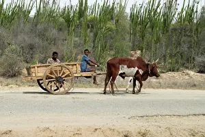 Cart: Ox cart on road near spiney forest in the south
