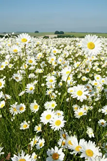 Jonathan Player: Ox-Eye Daisies - every one of this huge mass of
