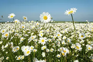 Jonathan Player: Ox-Eye Daisies - every one of this huge mass of