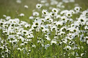 Jonathan Player: Ox-Eye Daisies - every one of this huge mass of