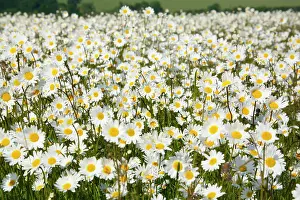 Jonathan Player: Ox-Eye Daisies - every one of this huge mass of
