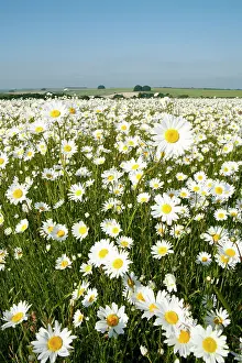 Jonathan Player: Ox-Eye Daisies - every one of this huge mass of