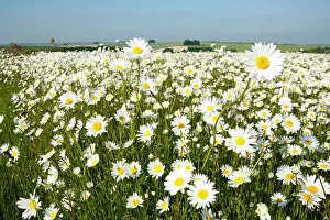 Jonathan Player: Ox-Eye Daisies - every one of this huge mass of