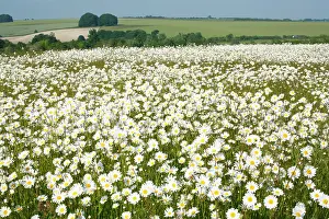 Jonathan Player: Ox-Eye Daisies - every one of this huge mass of