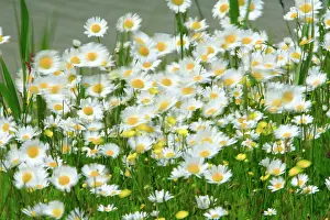 Windswept: Ox-Eye Daisy - flowers blowing in wind